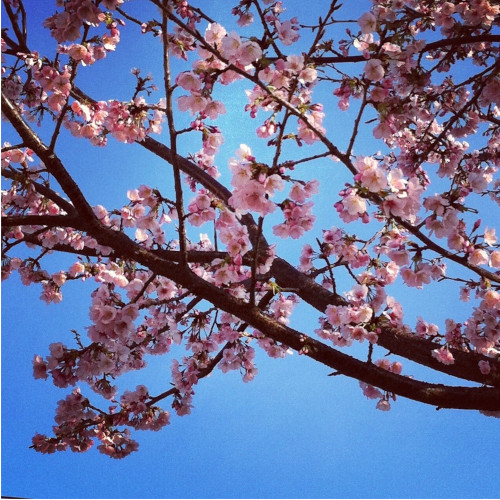 「桜」の写真